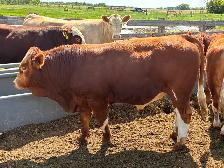 Simmental bulls - Photo 2
