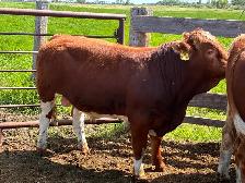 Simmental bulls - Photo 3