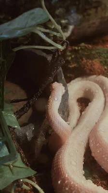 Corn Snake