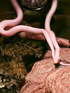 Corn Snake - Photo 2