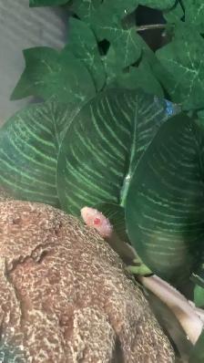 Corn Snake - Photo 3