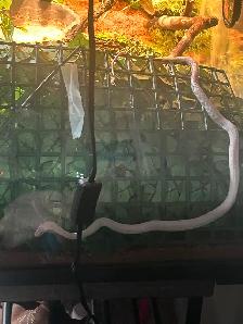Corn Snake - Photo 4
