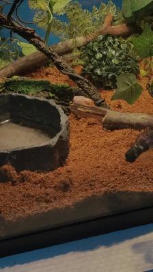 Corn Snake - Photo 5