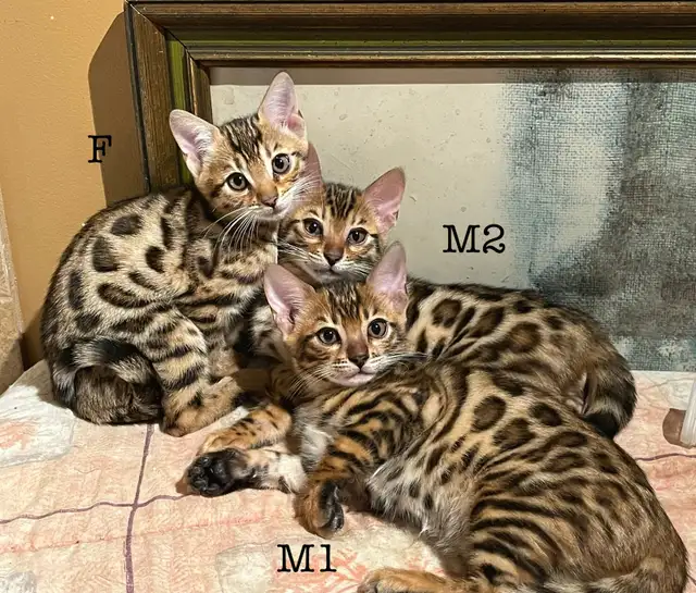 3 chatons bengals de qualité supérieure