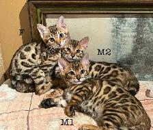 3 chatons bengals de qualité supérieure