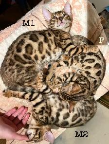 3 chatons bengals de qualité supérieure - Photo 2