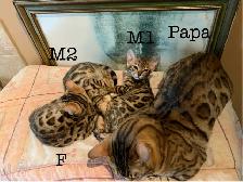 3 chatons bengals de qualité supérieure - Photo 3