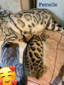 3 chatons bengals de qualité supérieure - Photo 4