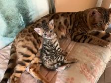 3 chatons bengals de qualité supérieure - Photo 6