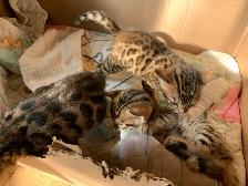 3 chatons bengals de qualité supérieure - Photo 7