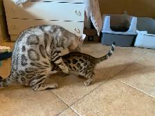 3 chatons bengals de qualité supérieure - Photo 8