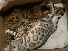 3 chatons bengals de qualité supérieure - Photo 9