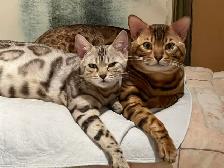 3 chatons bengals de qualité supérieure - Photo 10