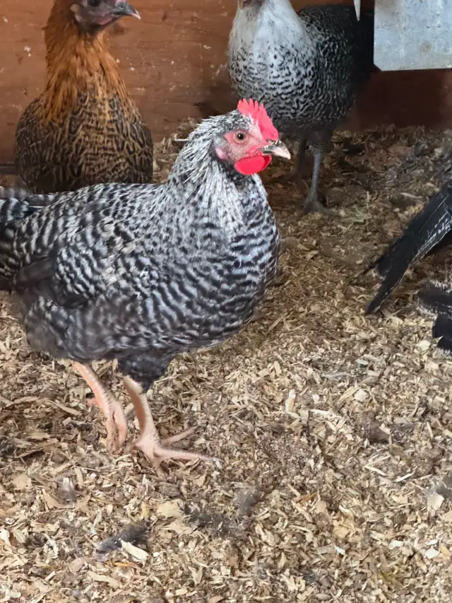 BYM Roosters