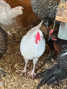BYM Roosters - Photo 2