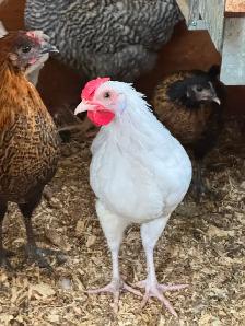 BYM Roosters - Photo 3