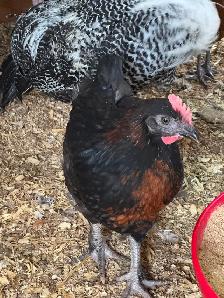 BYM Roosters - Photo 4