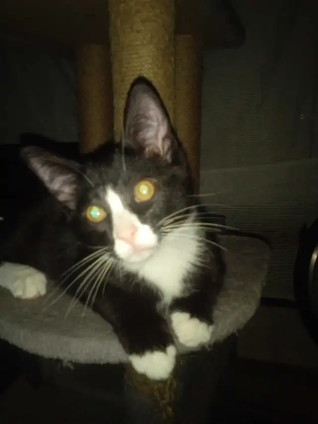 kitten for sale