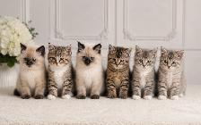 Siamese Cross Kittens Available Now - 8 Weeks Old!