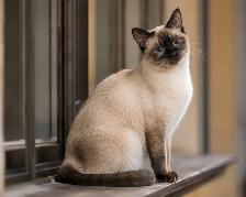 Siamese Cross Kittens Available Now - 8 Weeks Old! - Photo 2