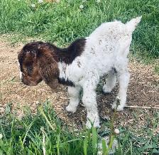 mini Boer bottle buckling - Photo 2