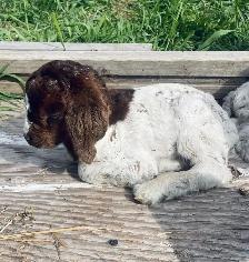 mini Boer bottle buckling - Photo 3