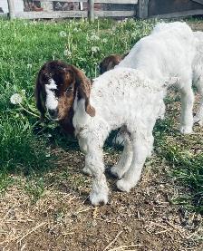 mini Boer bottle buckling - Photo 4
