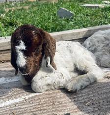 mini Boer bottle buckling - Photo 5