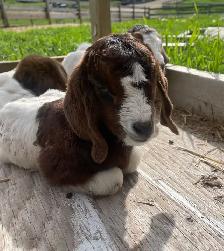 mini Boer bottle buckling - Photo 6