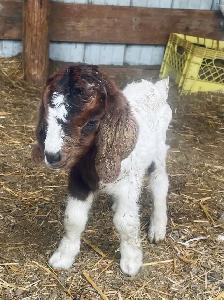 mini Boer bottle buckling - Photo 7