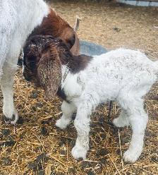 mini Boer bottle buckling - Photo 8