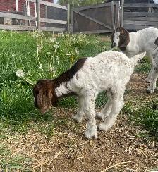 mini Boer bottle buckling - Photo 9