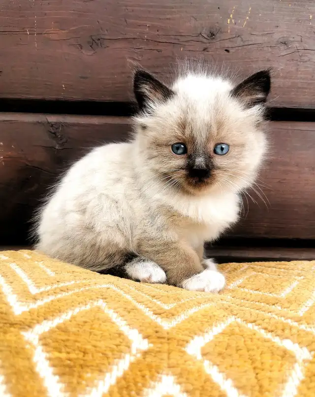 Part Ragdoll and Siamese Male Kittens