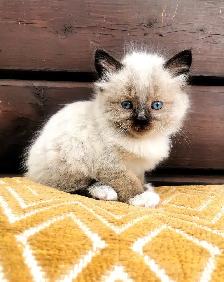 Part Ragdoll and Siamese Male Kittens