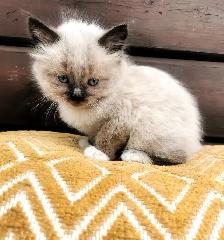 Part Ragdoll and Siamese Male Kittens - Photo 2