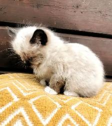 Part Ragdoll and Siamese Male Kittens - Photo 3