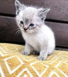 Part Ragdoll and Siamese Male Kittens - Photo 4