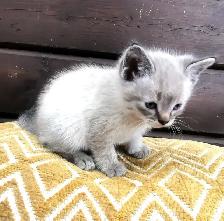 Part Ragdoll and Siamese Male Kittens - Photo 5