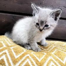 Part Ragdoll and Siamese Male Kittens - Photo 6