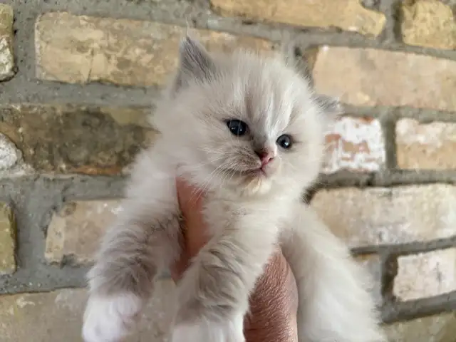 Female Ragdoll kitten