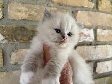 Female Ragdoll kitten