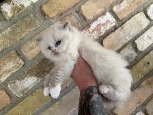 Female Ragdoll kitten - Photo 2