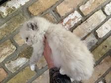 Female Ragdoll kitten - Photo 3