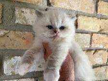 Female Ragdoll kitten - Photo 4