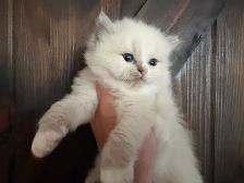 Female Ragdoll kitten - Photo 5