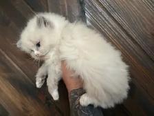 Female Ragdoll kitten - Photo 6