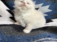 Female Ragdoll kitten - Photo 7