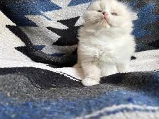 Female Ragdoll kitten - Photo 8