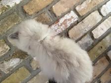 Female Ragdoll kitten - Photo 9