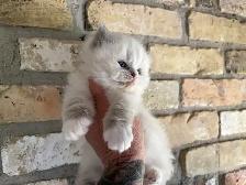Female Ragdoll kitten - Photo 10